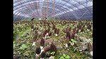 Selected Dried Morel Mushrooms 1 lb. ( Morchella Conica ) 羊肚菌干蘑菇