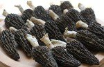 Jumbo Dried Morel Morchella Mushroom Crop Top Grade Premium Quality 100g (3.5oz)