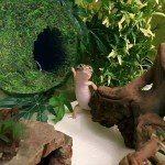 BYHER Mossy Cave with Chain, Reptile Hideouts Artificial Moss Ball Hide Cave for Leopard, Hermit Crab, Lizards, Frogs and Snakes Terrarium Decor (Woodland - 4")