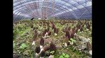 Dried Morel Mushrooms - Morchella Conica 4 Ounce 羊肚菌