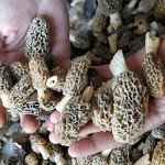 Dried Morel Mushrooms - Morchella Conica 4 Ounce 羊肚菌