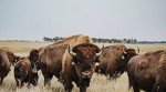 Dakota Pure Bison Meat Sticks - Original Flavor