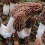 QIANPINHUI Morel Mushroom Organic Dried Morel Mushrooms, Dehydrated Gourmet Morchella Conica Edible Mushrooms for Cooking 1oz, 28.35g - New Sealed Packaging