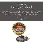 OVERNIGHT SHIPPING - OLMA Beluga Hybrid Sturgeon Black Caviar from Italy - Rated Top Caviar in the World - 8.8 oz / 250 g