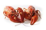 Mike's Mojo Hot n Spicy Crab, Shrimp and Crawfish Boil - 12 OZ