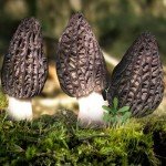 TOKASS Dried Morel Mushrooms, Wild Morel Nature Fine Gourmet Foods (2 Ounce)