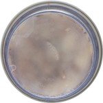 Pontchartrain Blue Crab Claw Meat, 8 oz