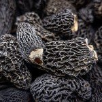 West Coast Wild Foods | Dried Wild Mushrooms (Morel, 1oz - 28g)