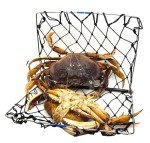 AirFly Foldable Crabjaw Trap with Bait Clip - Redesigned Rectangle Castable Crab Hawk Pot/Ring for Dungeness and Blue Crabs in FL, OR, WA, TX, and CA