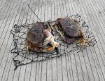 AirFly Foldable Crabjaw Trap with Bait Clip - Redesigned Rectangle Castable Crab Hawk Pot/Ring for Dungeness and Blue Crabs in FL, OR, WA, TX, and CA