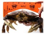 AirFly Foldable Crabjaw Trap with Bait Clip - Redesigned Rectangle Castable Crab Hawk Pot/Ring for Dungeness and Blue Crabs in FL, OR, WA, TX, and CA