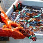 Maine Lobster Now: 1.25 LB Live Maine Lobster (4 Lobsters)