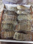 4 Spiny Lobster Tails for Delicious Cooking
