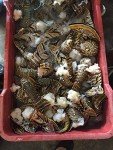 4 Spiny Lobster Tails for Delicious Cooking
