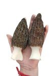 Dried Yellow Morel Mushrooms – Gourmet Flavor 1oz