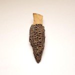 Season Harvests Dried Morel Mushrooms 2oz