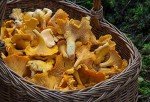 Premium Dried Chanterelle Mushrooms - 4oz