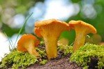 Premium Dried Chanterelle Mushrooms (8oz)