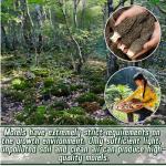Whole Dried Morel Mushrooms – Rich Flavor (25g)