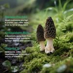 Greenfocus Dried Morel Mushrooms - Intense Umami Flavor