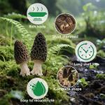 Greenfocus Dried Morel Mushrooms - Intense Umami Flavor