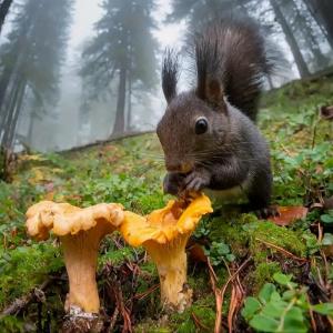 Dried Chanterelle Mushrooms - Rich Umami Flavor