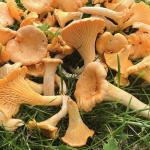 Premium Dried Chanterelle Mushrooms (8oz)