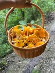 Premium Dried Chanterelle Mushrooms (8oz)