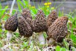 Dried Morel Mushrooms - Premium Wild Harvested 3 oz
