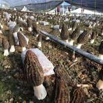 Morel Mushroom Spores - Gourmet Flavor for Cooking