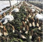 Morel Mushroom Spores - Gourmet Flavor for Cooking