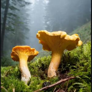 Premium Dried Chanterelle Mushrooms - 2oz Gourmet Delicacy