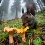 Premium Dried Chanterelle Mushrooms - 2oz Gourmet Delicacy