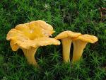 Dried Chanterelle Mushrooms from Pacific Northwest - 8oz