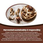 Dried Morel Mushrooms for Gourmet Cooking