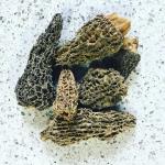 Dried Wild Morel Mushrooms by North Spore 28g