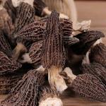Dried Morel Mushrooms - Tender, Nutritious, Delicious