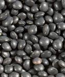 Shiloh Farms Organic Petite Black Lentils - 2 Pack