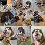 Anoodi Dog Chew Toys for Aggressive Chewers, 2Pack Indestructible Nylon Tough Large Dog Toys for Small Medium Dog, Durable Interactive Dog Bone Chew Toy to Keep Them Busy, Real Beef&Bacon Flavor