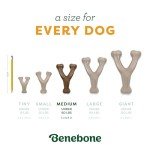 Benebone Pumpkin Spice Wishbone Dog Chew Toy