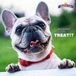 Chicken Breast Jerky Treats for Dogs - 48oz