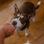 Cooper's Easy Dog Biscuit Baking Starter Kit