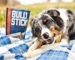 Wild Wolf 12-inch Angus Bully Sticks (8 Ounces) Healthy, All-Natural, Long-Lasting Dog Chew Bones - Odor-Free - Mixed Thickness