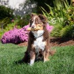 Wild Eats Water Buffalo Retriever Style Cheek Roll Dog Chews-5 Pack (Long Lasting Chews, Treats, Bones for Aggressive Chewers & Large Dogs) Great Substitute Pig Ears Dogs