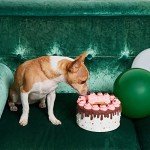 Thoughtfully Pets, Girl Dog Birthday Cookie Cake, Ginger Flavored Happy Cake for Dogs is a Pink 6 Inch Round Solid Biscuit Decorated as with Frosting and Sprinkles