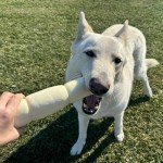 AZRAPAWS Beef Cheek Rolls Beef Cheeks for Dogs Rawhide Bones Rich Collagen Sticks Chews for Dogs Pet Safe Rawhide Treats Long Lasting Beef Dog Chews Retriever Rolls Rawhide Free Dog Chews