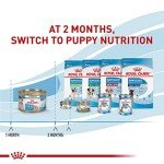 Royal Canin Size Health Nutrition Small Mother & Babydog Starter Mousse in Sauce Wet Dog Food, 5.1 oz can (24-count)