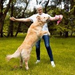 Pawlabs G-Max Joint Support Chews for Dogs