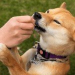 Pawlabs G-Max Joint Support Chews for Dogs