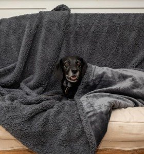 Rocky and Snowball Waterproof Dog Blankets for Large Dogs Washable - Sherpa Dog Blanket for Bed, Pet Covers for Couches and Sofas, Cars, 40x60 - Dark Grey